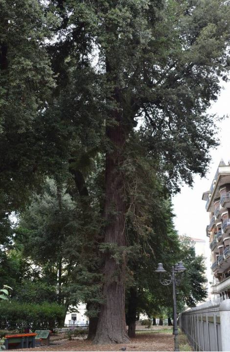 Sequoia di Avellino