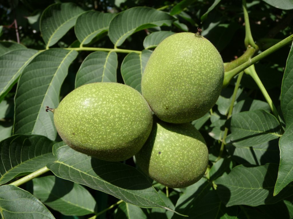 Malli di noce