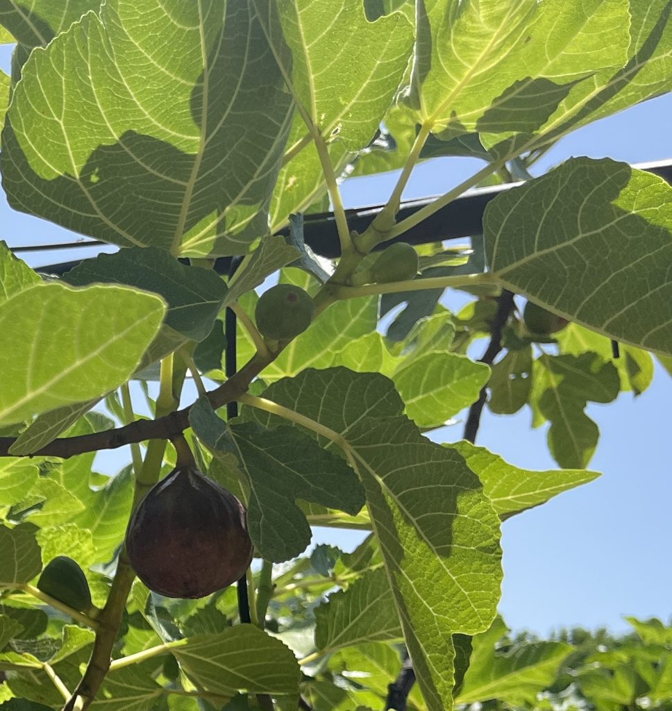 fico di san mango sul calore