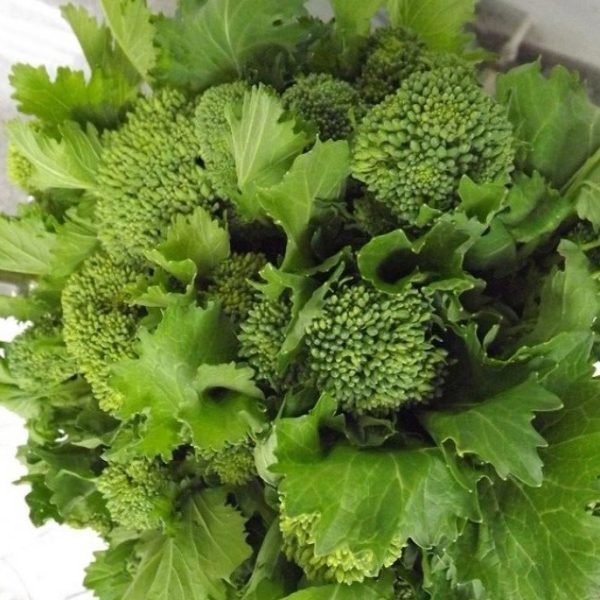 broccolo aprilatico