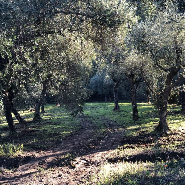 olivo ulive